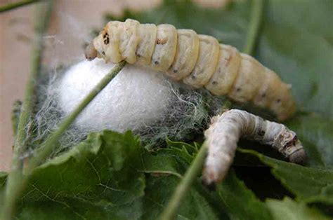 ipek böceği kozasının cilde faydaları